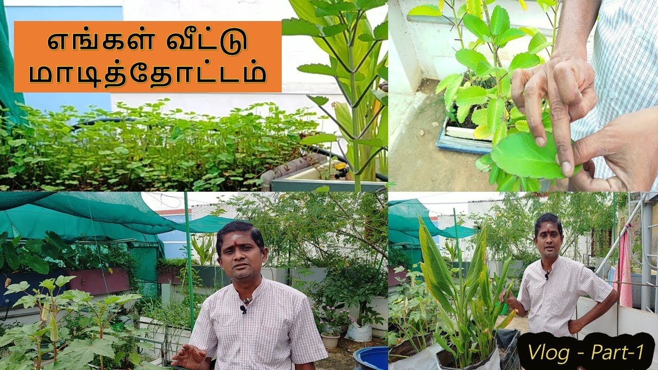 Terrace GardenMaadi Thottam Home garden tour in Tamil Beautiful