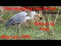 Grey heron devouring frogs