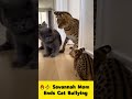 いじめ猫が怒った母サーバルに遭遇