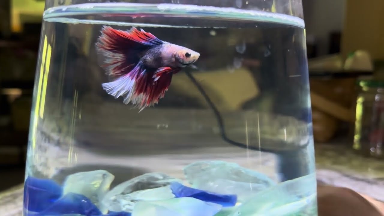 TOPFIN TOP FIN Betta, fish, aquarium light Flexible Nano LED Review set up