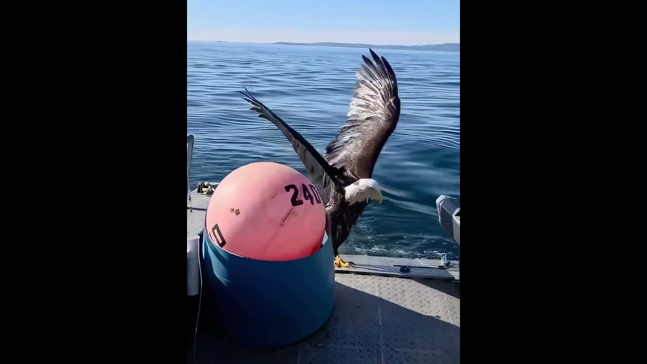 She almost drowned but still sassy 🦅⛵