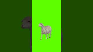 Sheep Short Video | #greenscreenvideo #animal #youtubeshorts #cartooncharacters #shorts #animation