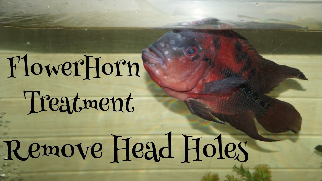 FlowerHorn Treatment | Head holes | Remove Holes on Horn Head - YouTube