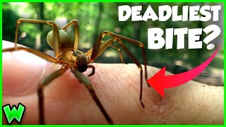 You're WRONG About The Brown Recluse Spider