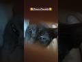 ବିଚରା ବିଲେଇ 😹 #shorts #cat #chocolate #cats #catvideos #minivlog