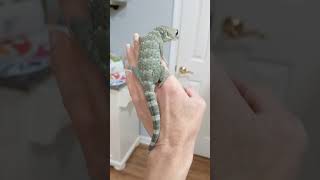 Beautiful Platinum Tokay gecko ❤️