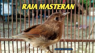 Flamboyan Gacor NGEBREN Rapat CRECETAN Tajam | RAJANYA BREN MASTERAN