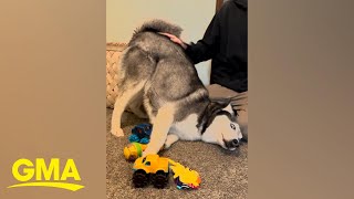 Husky hilariously tries to steal spotlight from little brother