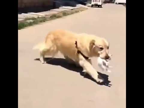 Kind Golden Retriever Saves and Brings stray kitten home