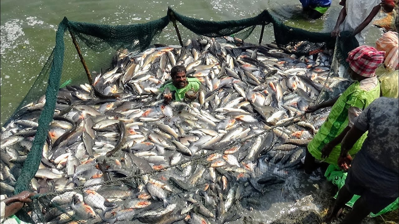 ROHU FISH HARVESTING AT POND 