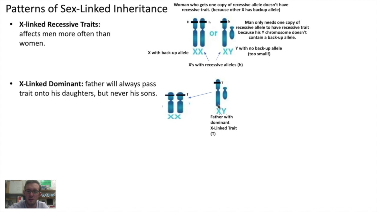 Sex Linked Vs Autosomal Traits Youtube