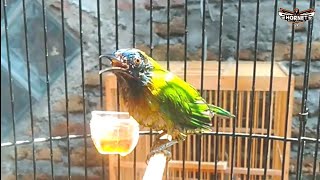 SUARA BURUNG : Burung Cucak Kinoi / Cekcor Gacor Nembak