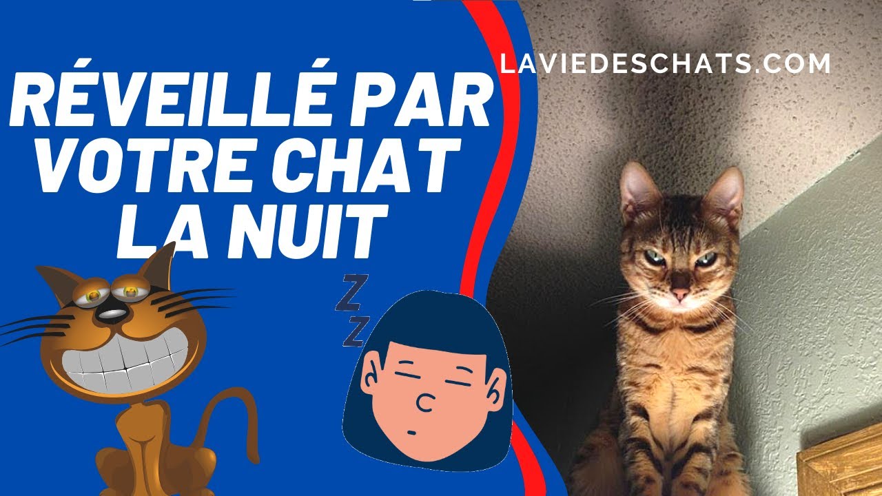 Vous Etes Reveille Par Votre Chat La Nuit Youtube Vous Etes Reveille Par Votre Chat La Nuit Youtube