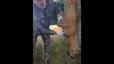 How to bleed a deer - DayDayNews