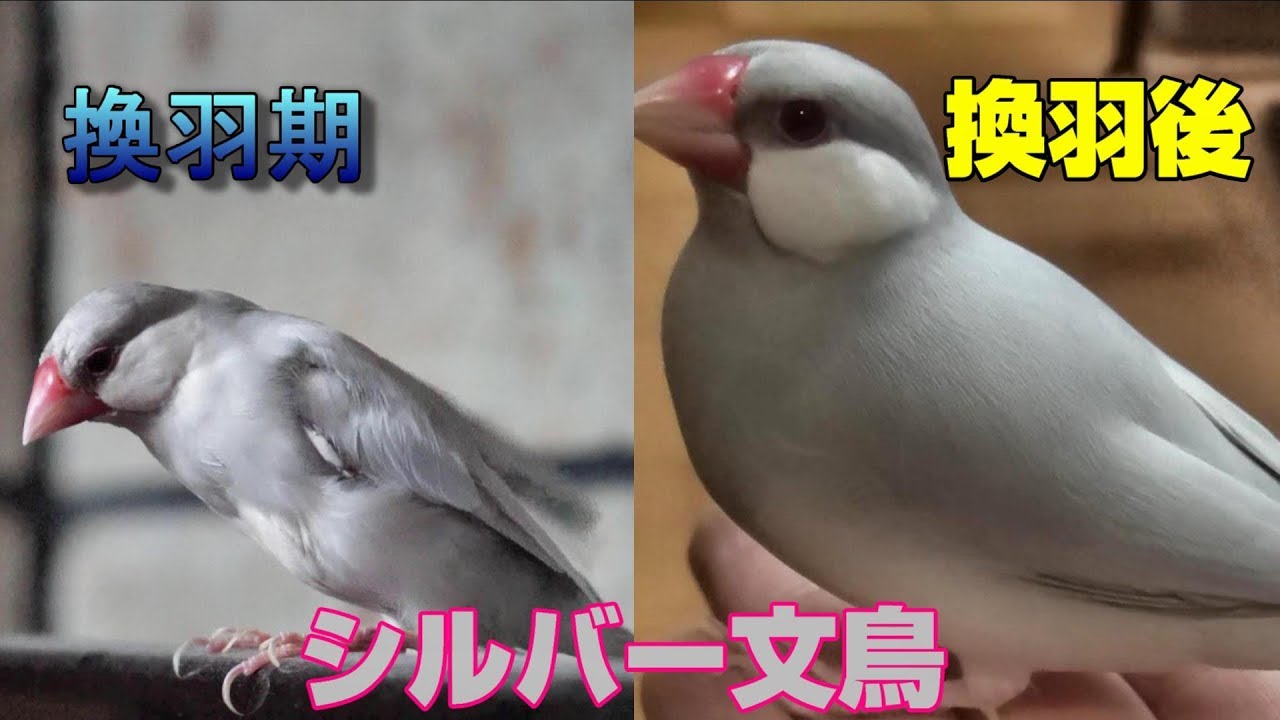 換羽後のシルバー文鳥はとても美しい Youtube