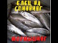 ЛОВИМ ЕЛЬЦА НА МОРМЫШКУ! РАЗДАЧА ЕЛЬЦА! ПЕРВЫЙ ЛЁД РАСТАЯЛ! МОРМЫШИНГ НА ЛЕСНОЙ РЕЧКЕ ОСЕНЬЮ!