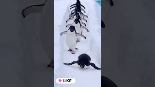 Why walk when you can SLIDE? 🐧💨 ( Wait for it...) #aivideo #funny #cutepuppy screenshot 5