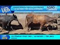 070 18 FEMEAS CRUZ IND 581K VAZIAS