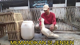 Download Mp3 PERAWATAN KHUSUS ENTOK JUMBO!!! MANDI DENGAN SHAMPOO!!! Gudang lagu Download Mp3 PERAWATAN KHUSUS ENTOK JUMBO!!! MANDI DENGAN SHAMPOO!!!
