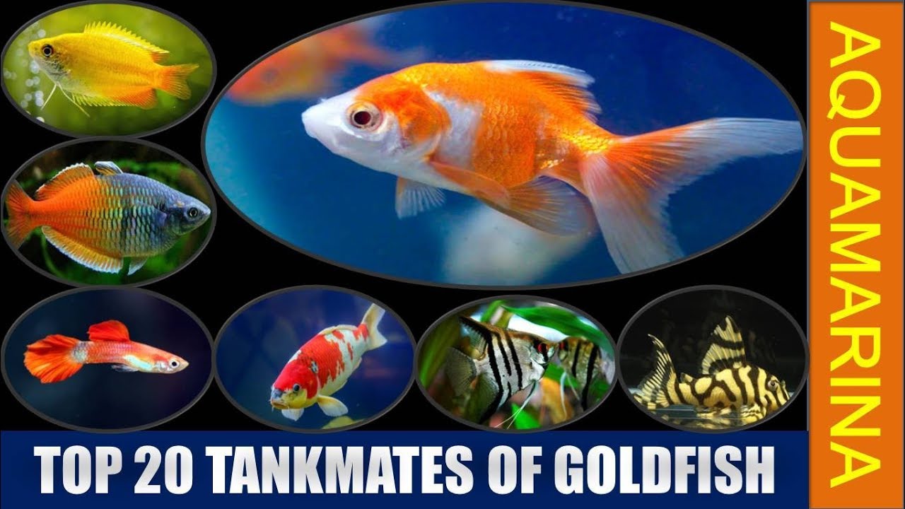 List of fishes compatible with goldfish 