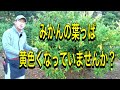 葉が黄色になってしまう原因と対策はこれ!