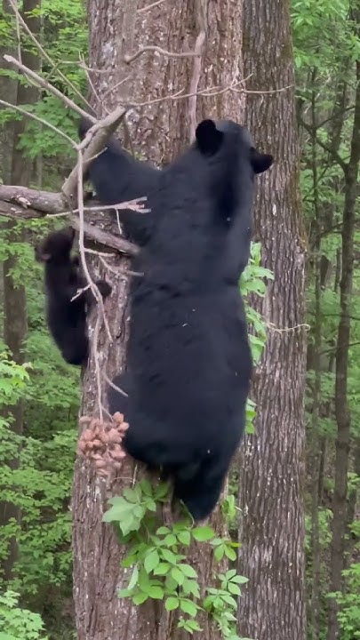 Sevierville Family'S Close Call: Black Bear'S Unexpected Visit - nnxhknd