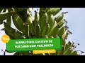 Manejo del cultivo de plátano con pollinaza - TvAgro por Juan Gonzalo Angel Restrepo