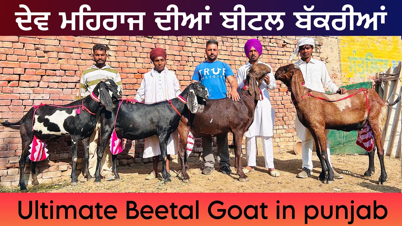 ਦੇਵ ਮਹਿਰਾਜ ਨੇ ਕੱਢਤੇ ਨਵੇਂ ਸੱਪ । ਆ ਬੱਕਰੀਆਂ ਨੇ ਨਸਲ ਤਿਆਰ ਕਰਨੀ ਆ PUNJABI BEETAL GOATS 