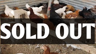 Chickens sold out. california white ...