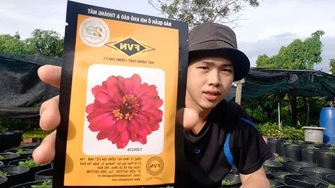 Hạt Giống Cúc Lá Nhám Và Ngày Gieo Hạt | Hoàng Yên