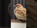 チュン太郎、こっち向いて