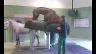 Wilder Hengst Wilder Hengst