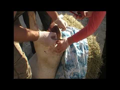 Пролапс прямой кишки у овцы/prolapse of the rectum in a sheep