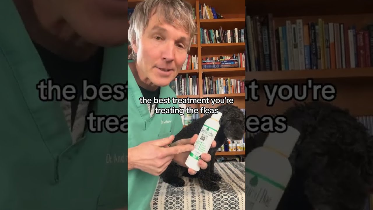 Pet With Dry Skin Itching And Hair Loss At Their Tail Base Natural Allergy Remedy