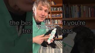 Pet with dry skin, itching and hair loss at their tail base: Natural Allergy Remedy