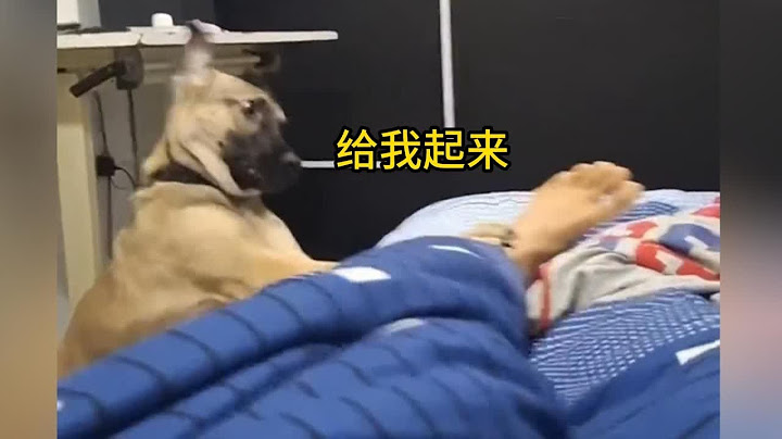 给狗子急的，就差开口说话了