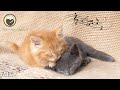 10 heures de musique profondment relaxante pour chats avec ronronnement de chat