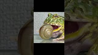 frog swallowing a snail