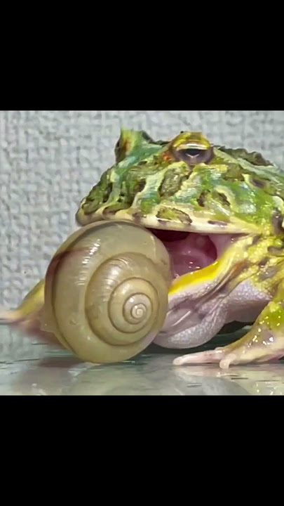 frog swallowing a snail