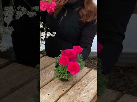 Video: Contează culoarea recipientului: care este efectul culorii asupra jardinierelor