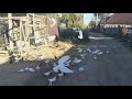 #Astrakhan #Pigeon   Голуби Мустафаева Аскяра в Астрахани