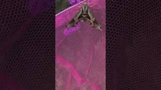 Cool Looking Moth!! by Our Critter Tales 48 views 1 year ago 1 minute, 10 seconds