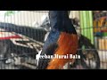Pancingan Murai Batu Pagi Siang Sore I Ampuh Dan Efektif Jadikan Nyaut Ngeplong Mp3 - Mp4 Download
