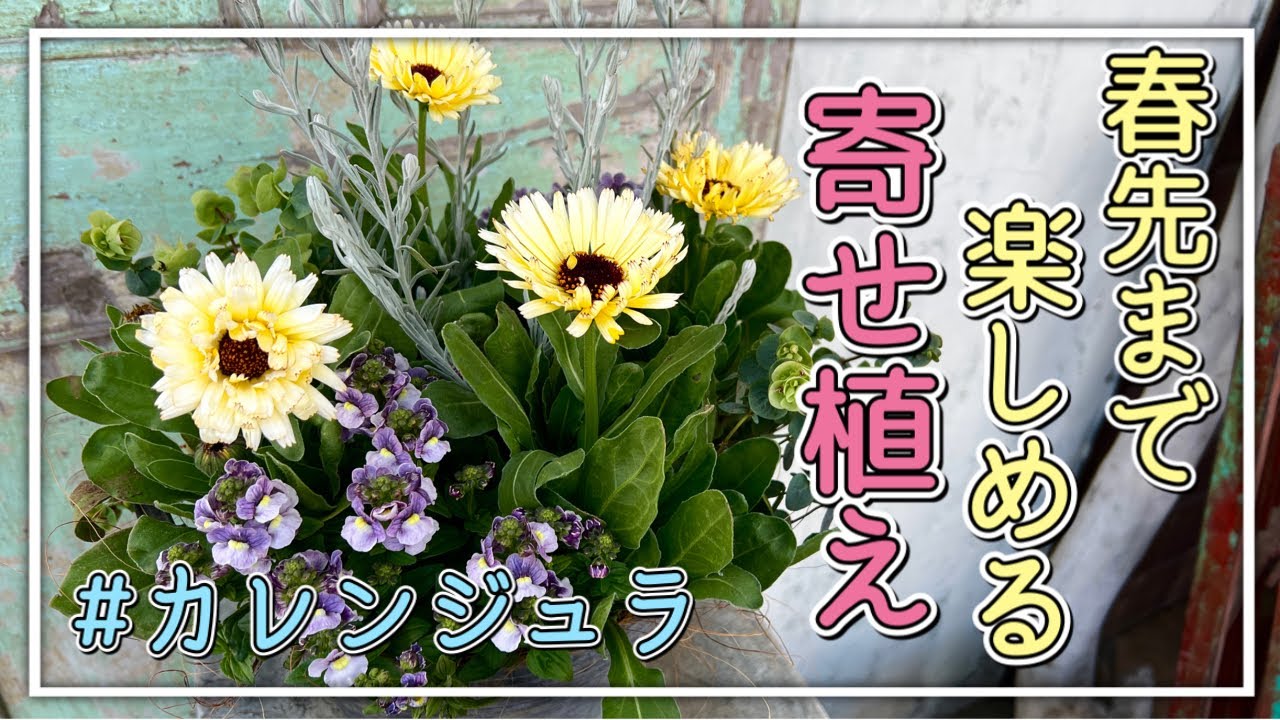 カレンジュラを使って 春先まで楽しめるかっこいい寄せ植え 寄せ植え道場 Youtube