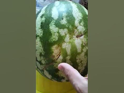 КУПИЛ В ПЯТЕРОЧКЕ АРБУЗ - YouTube