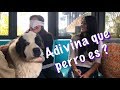 RETO ADIVINA QUE PERRO ES? - AdriLatinaTv