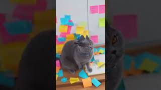 Post-it Nightmare 📌🗓️ #pm #agile