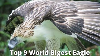 Top 9 Largest Eagle in the world video Compilation by Project Nature 55 views 2 years ago 5 minutes, 38 seconds