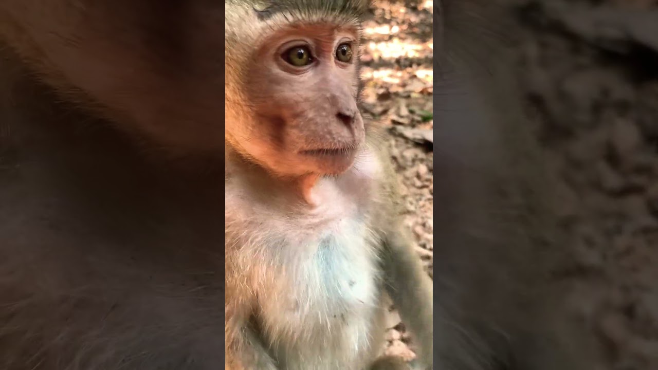 #monkey