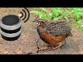 Awesome Quick Bird Trap Using MP3 Sound Call -  How To Make Best Foot Bird Trap Work 100%
